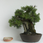 Preview: Accent Pot 446