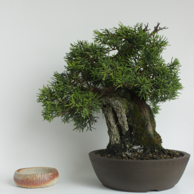Accent Pot 446